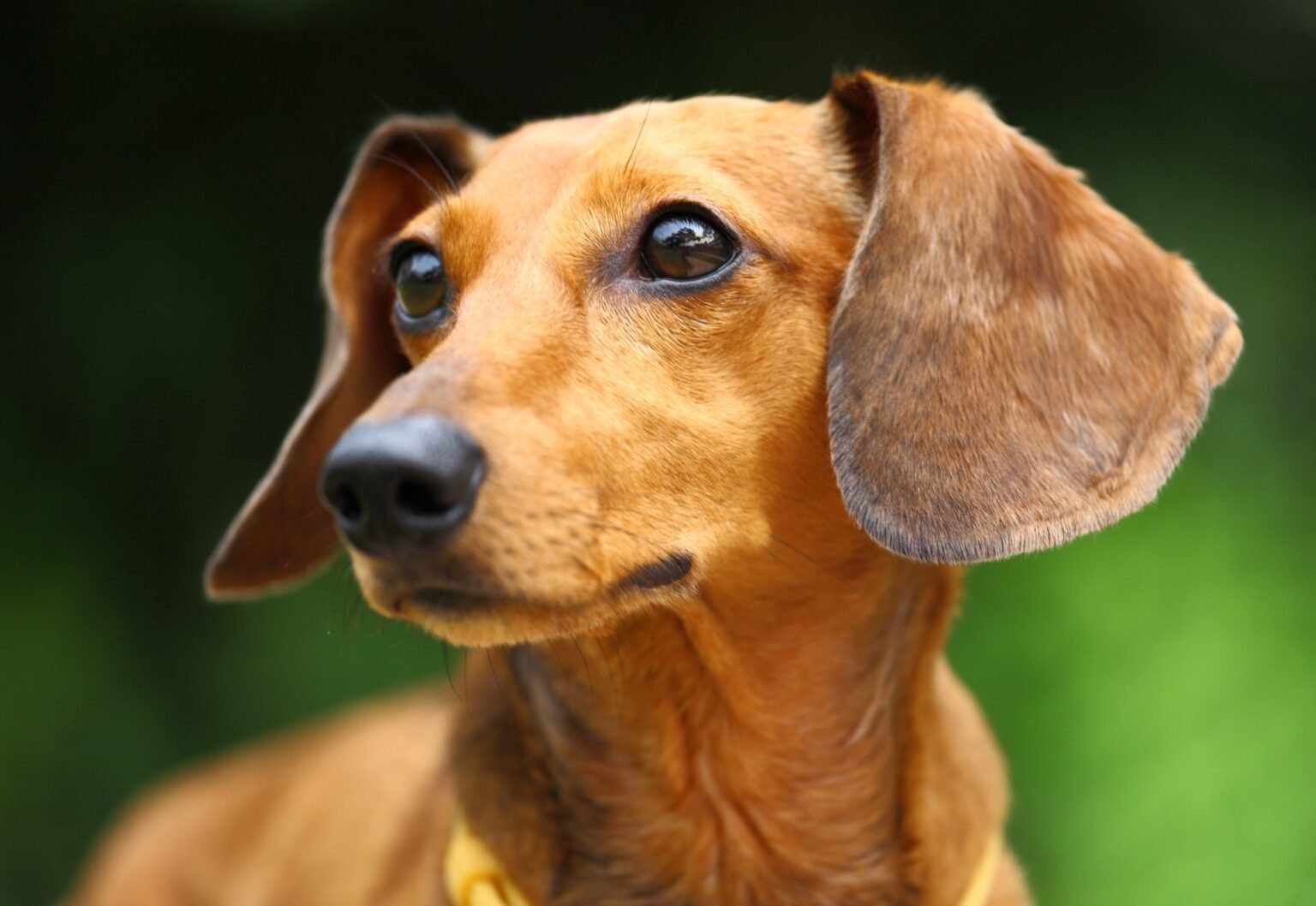 dachshund dog