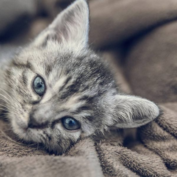 gato-manta-3t-t